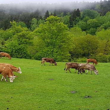 Doğu Karadeniz Yayla Turları (Rize –Artvin) 1