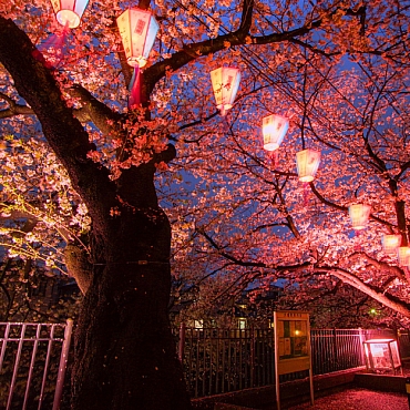 Sakura Dönemi Dolu Dolu Japonya Turu Mistik Rotalar 6 Sakura Dönemi Dolu Dolu Japonya Turu Mistik Rotalar 6